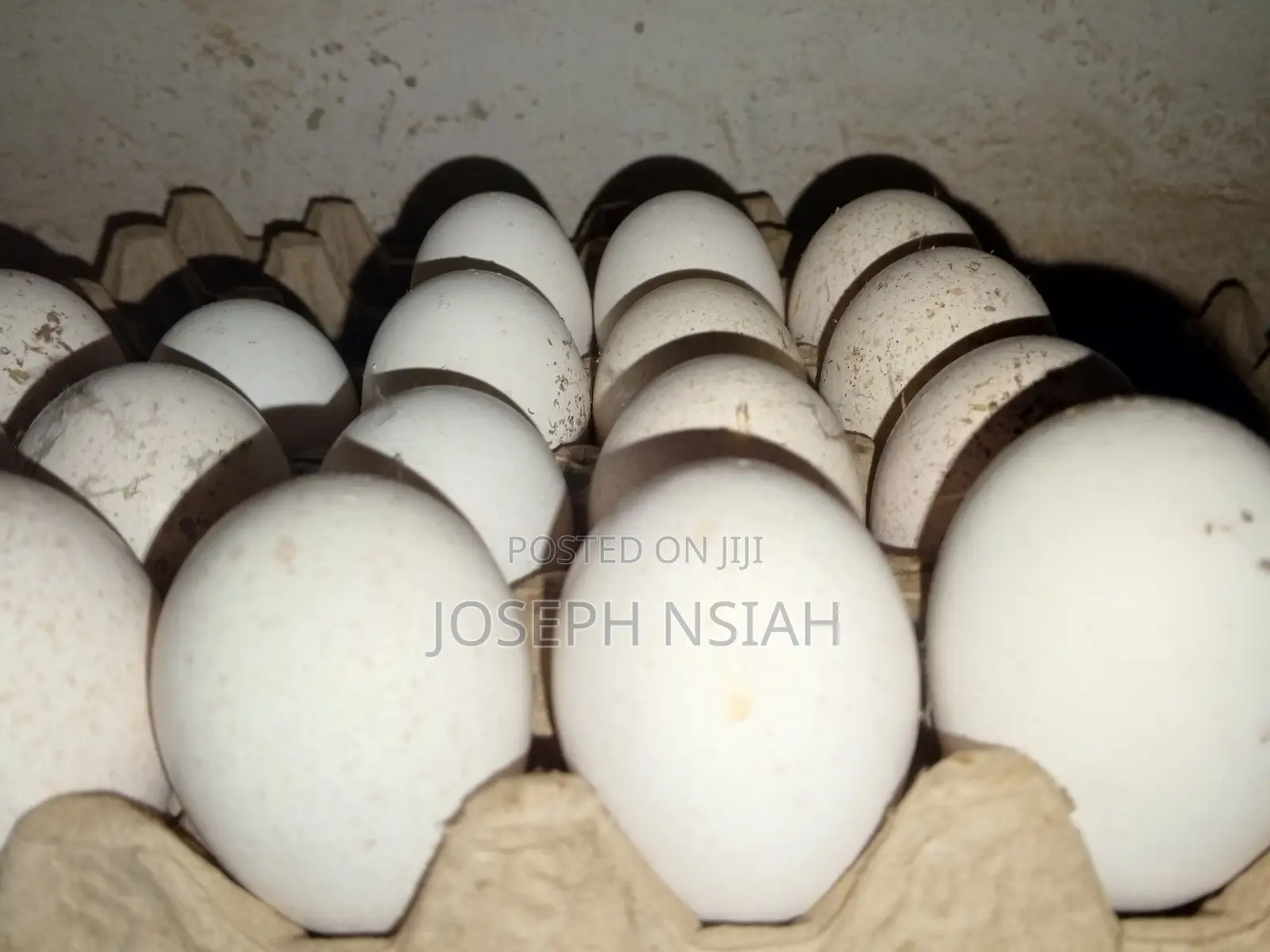 Turkey Eggs for Sale