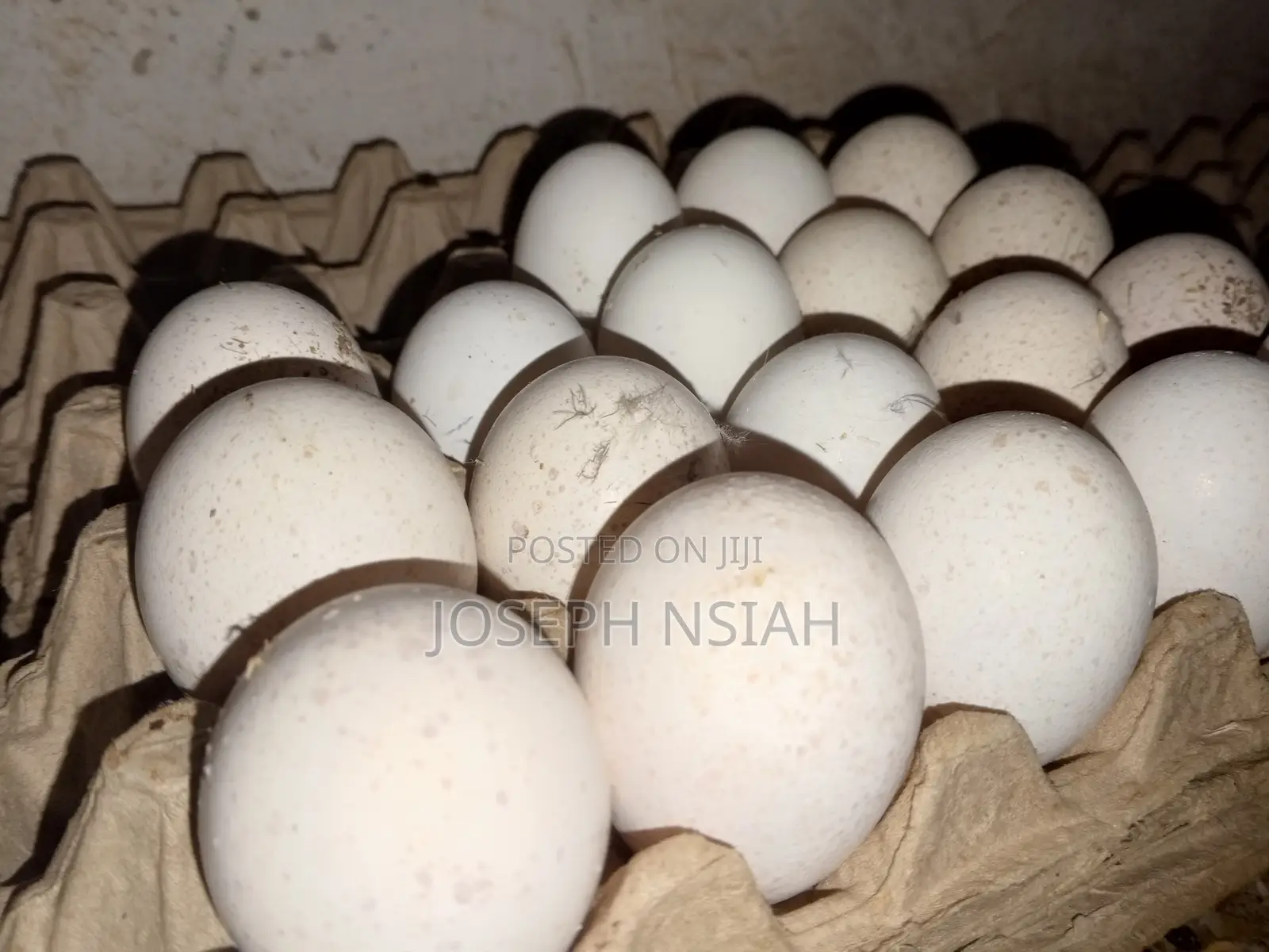 Turkey Eggs for Sale