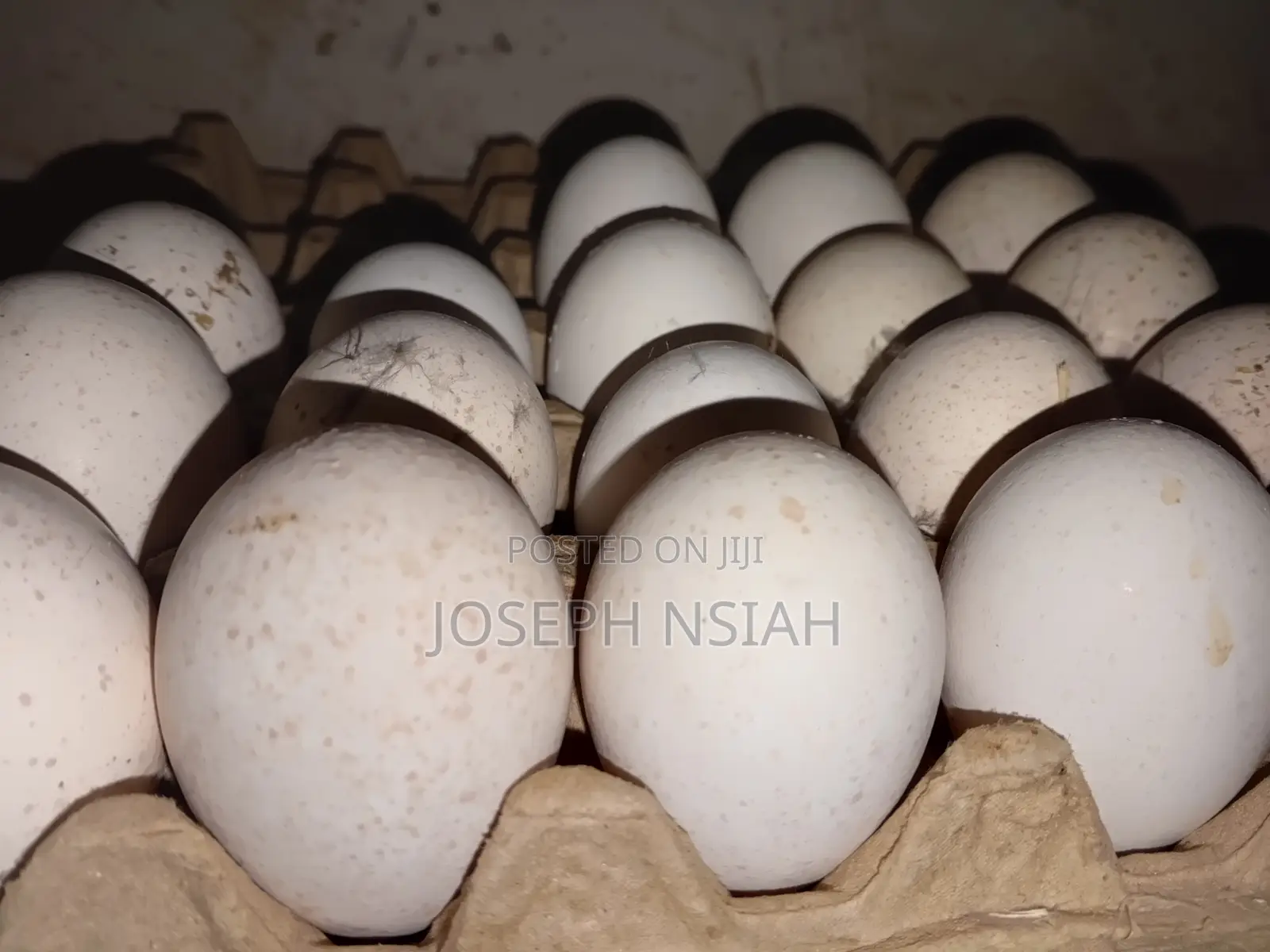 Turkey Eggs for Sale