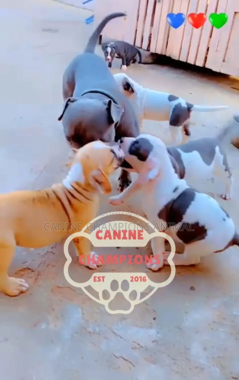 1-3 months Female Purebred American Bully