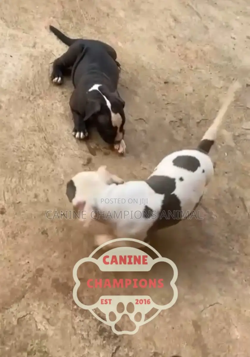 1-3 months Female Purebred American Bully