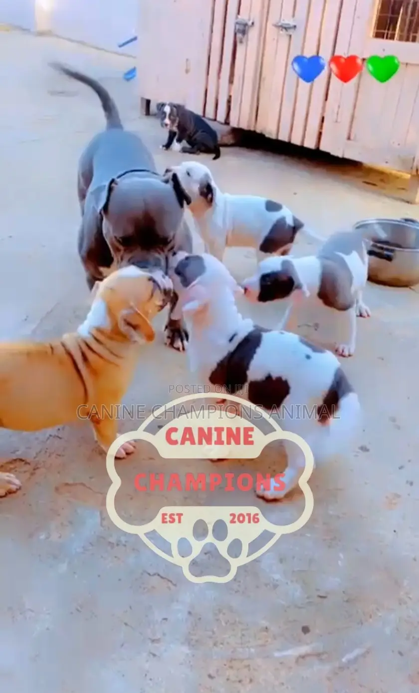 1-3 months Female Purebred American Bully