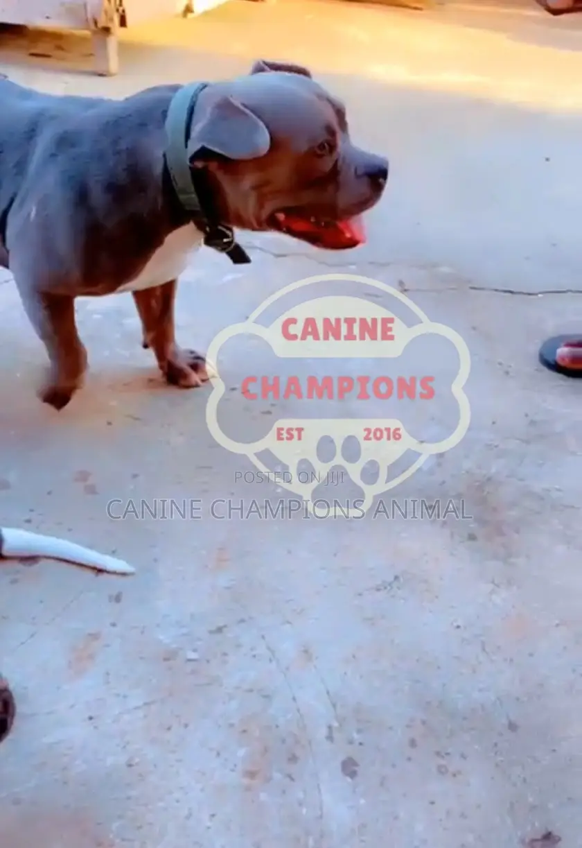 1-3 months Female Purebred American Bully
