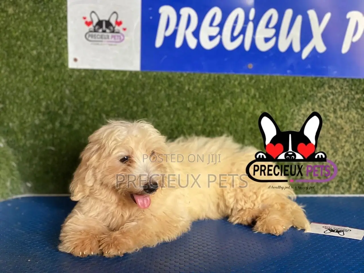 1-3 months Male Mixed Breed Maltipoo