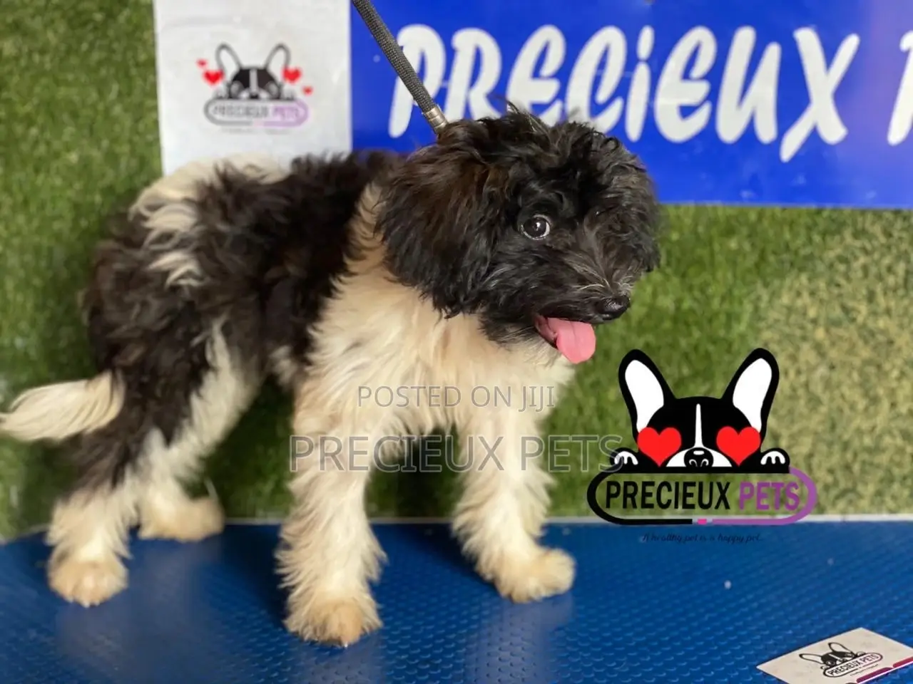 1-3 months Female Mixed Breed Maltipoo