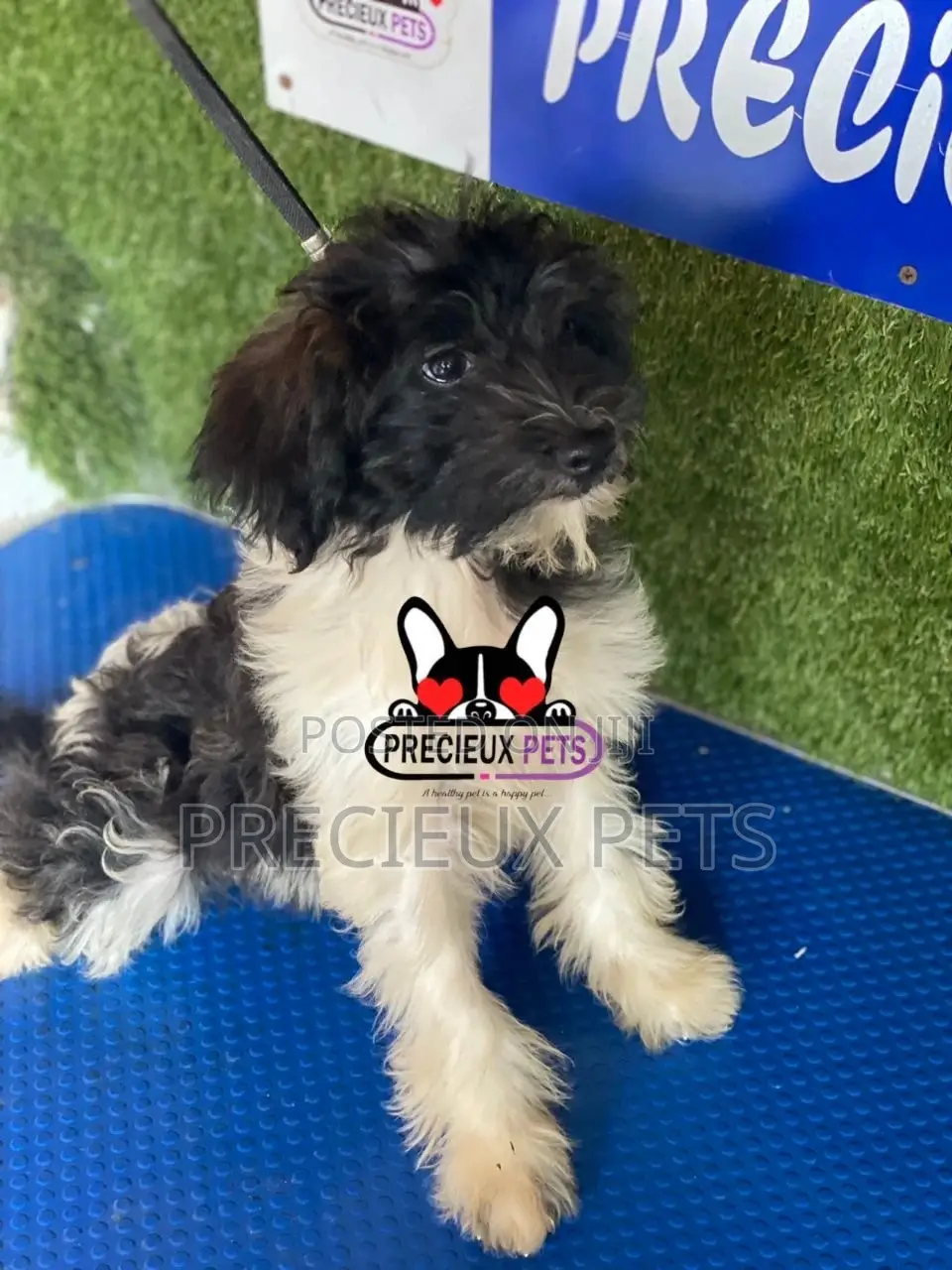 1-3 months Female Mixed Breed Maltipoo