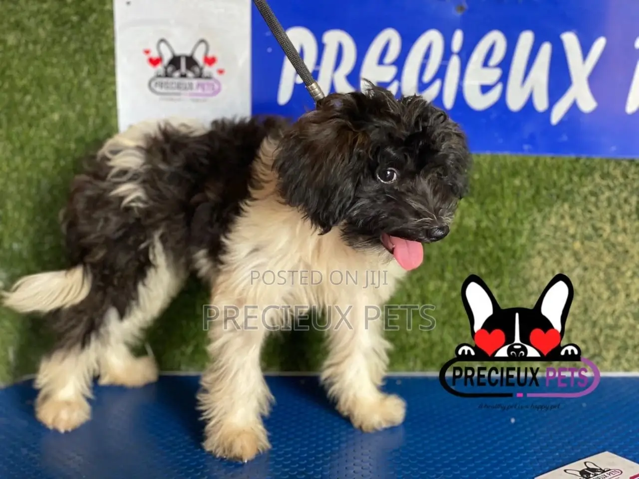 1-3 months Female Mixed Breed Maltipoo