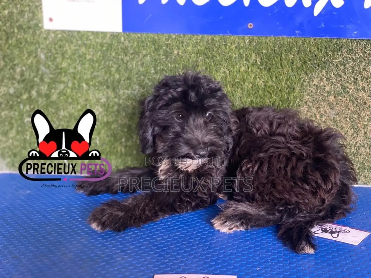 1-3 months Male Mixed Breed Maltipoo