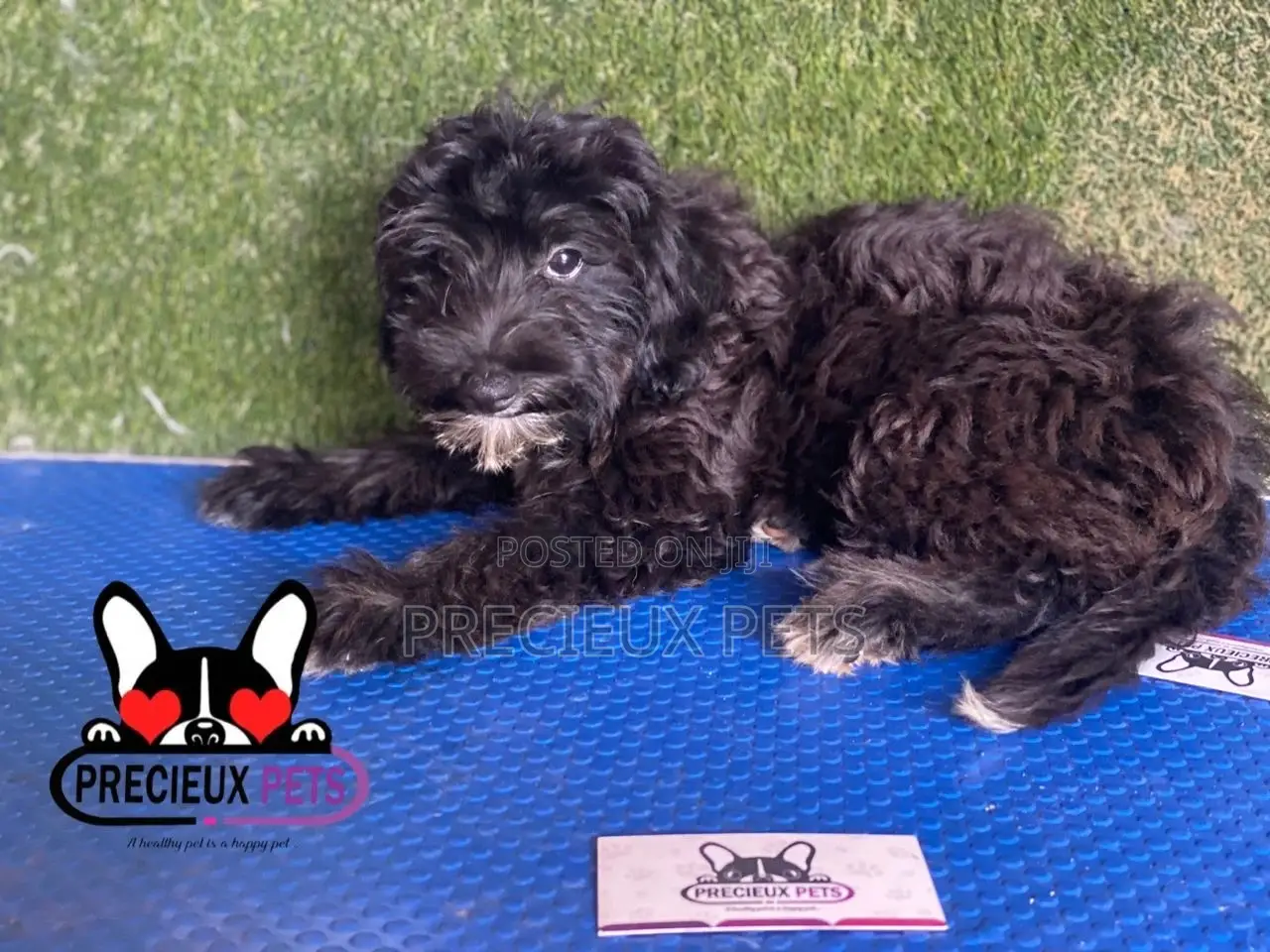 1-3 months Male Mixed Breed Maltipoo
