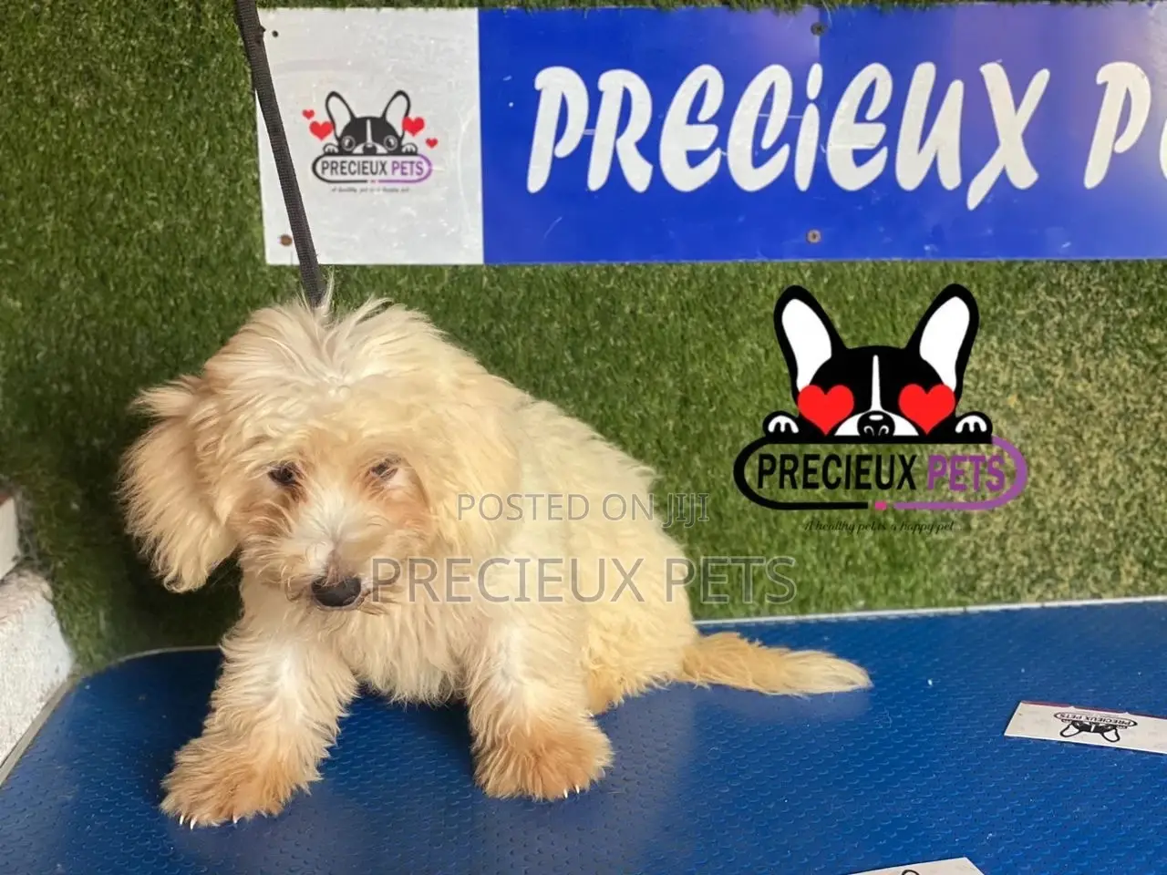 1-3 months Female Mixed Breed Maltipoo