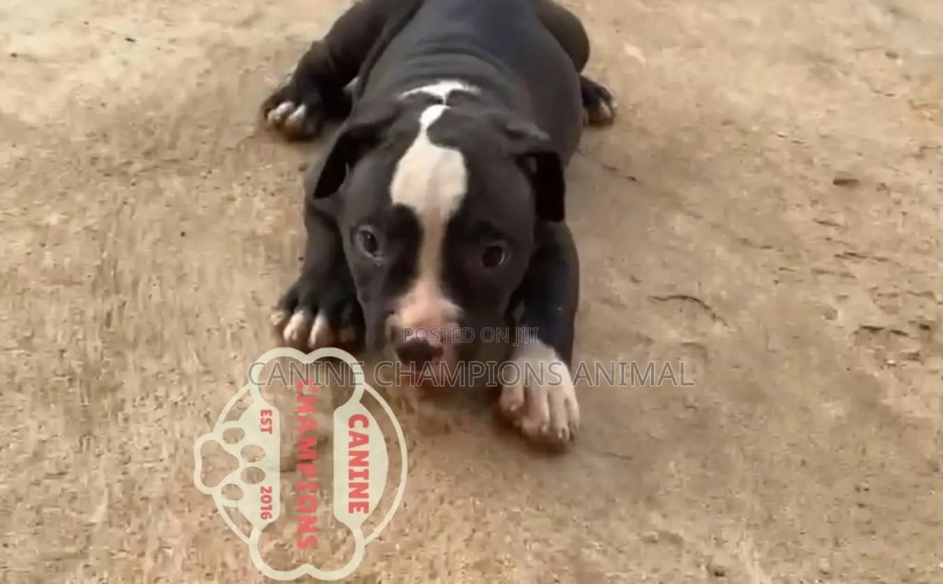 1-3 months Female Purebred American Bully