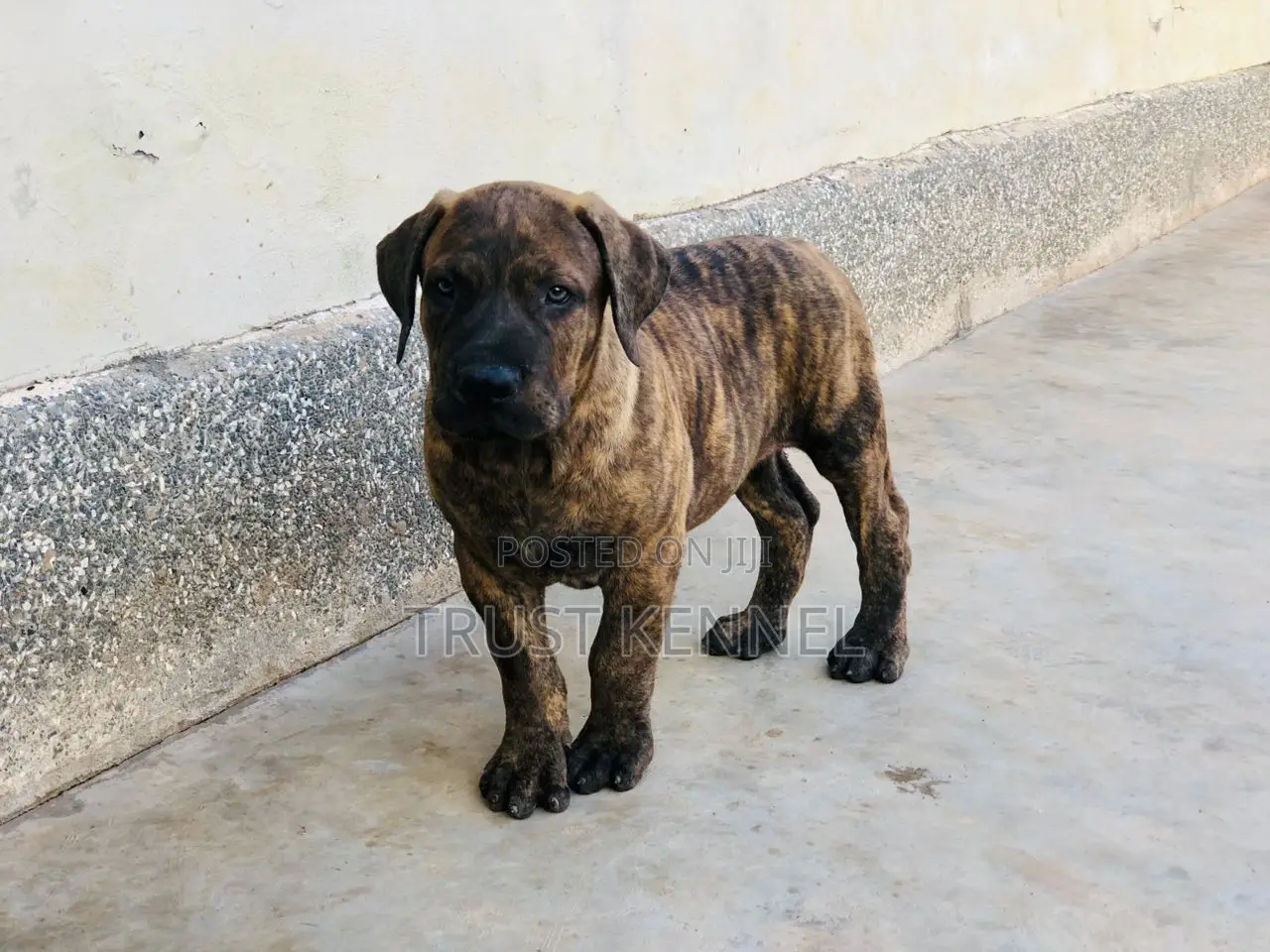 1-3 months Female Purebred Boerboel