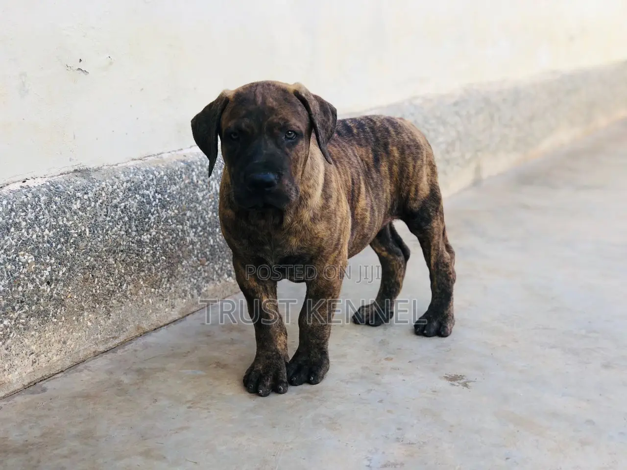 1-3 months Female Purebred Boerboel