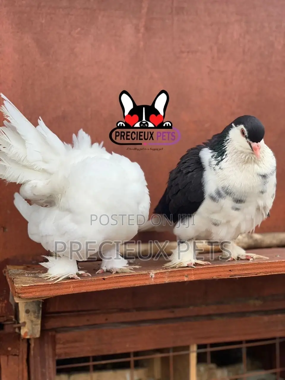Indian Fantail / Lahore Pigeons for Sale
