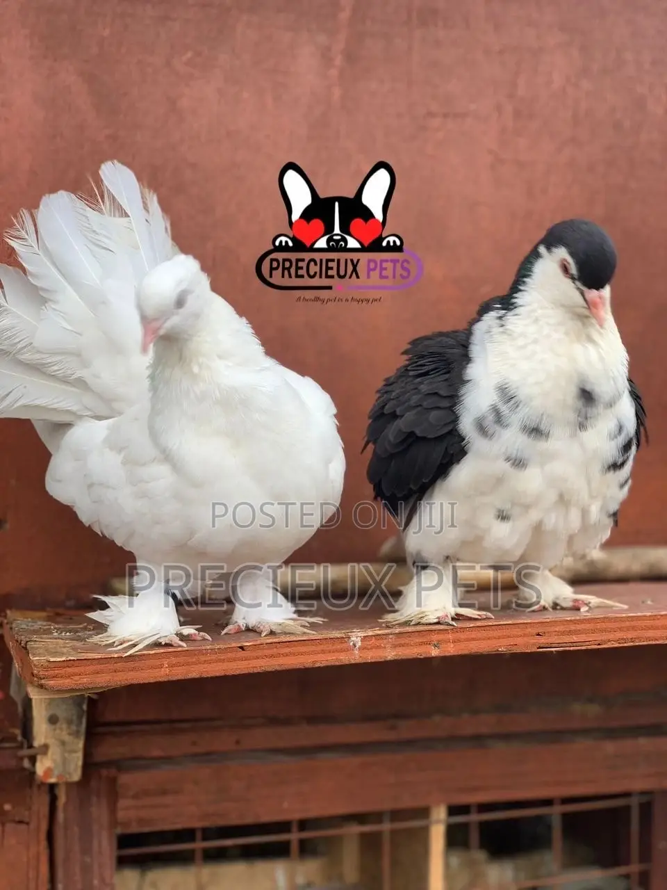 Indian Fantail / Lahore Pigeons for Sale