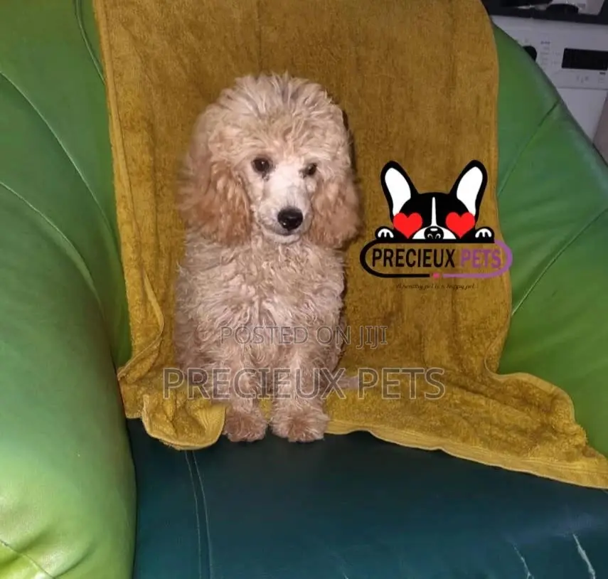 3-6 months Male Purebred Poodle