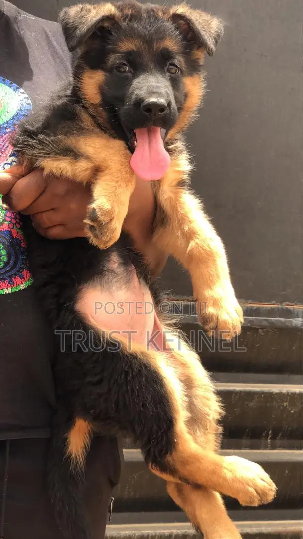1-3 months Female Purebred Boerboel