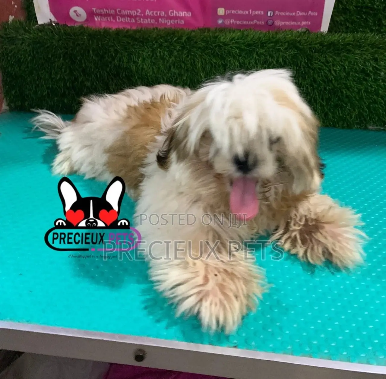 1-3 months Male Purebred Shih Tzu