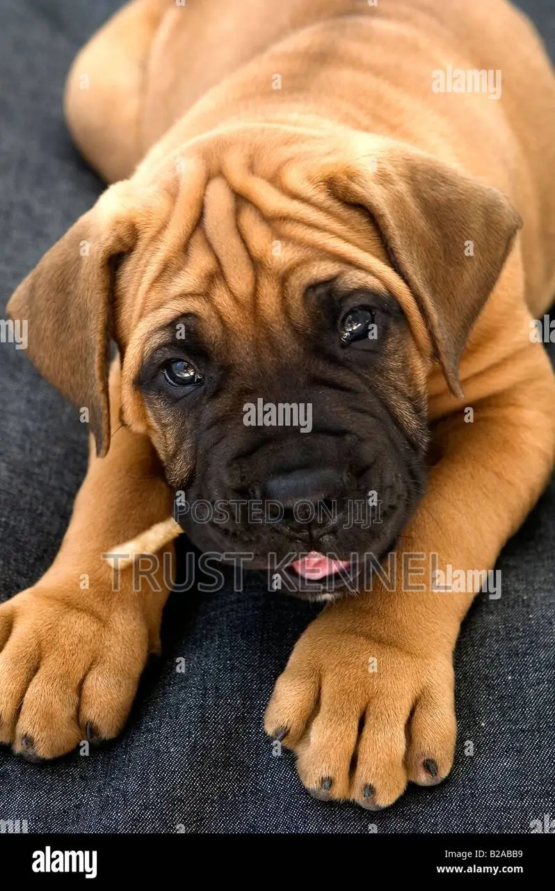 1-3 months Female Purebred Boerboel
