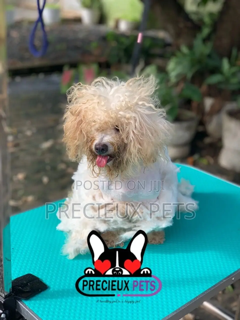 Precieux Pets Grooming Service 001