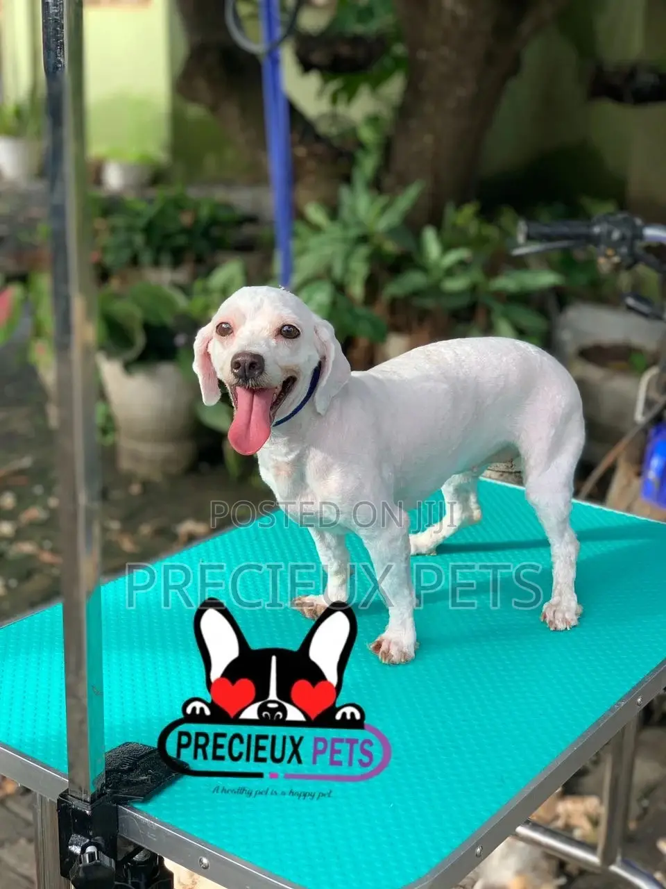 Precieux Pets Grooming Service 001