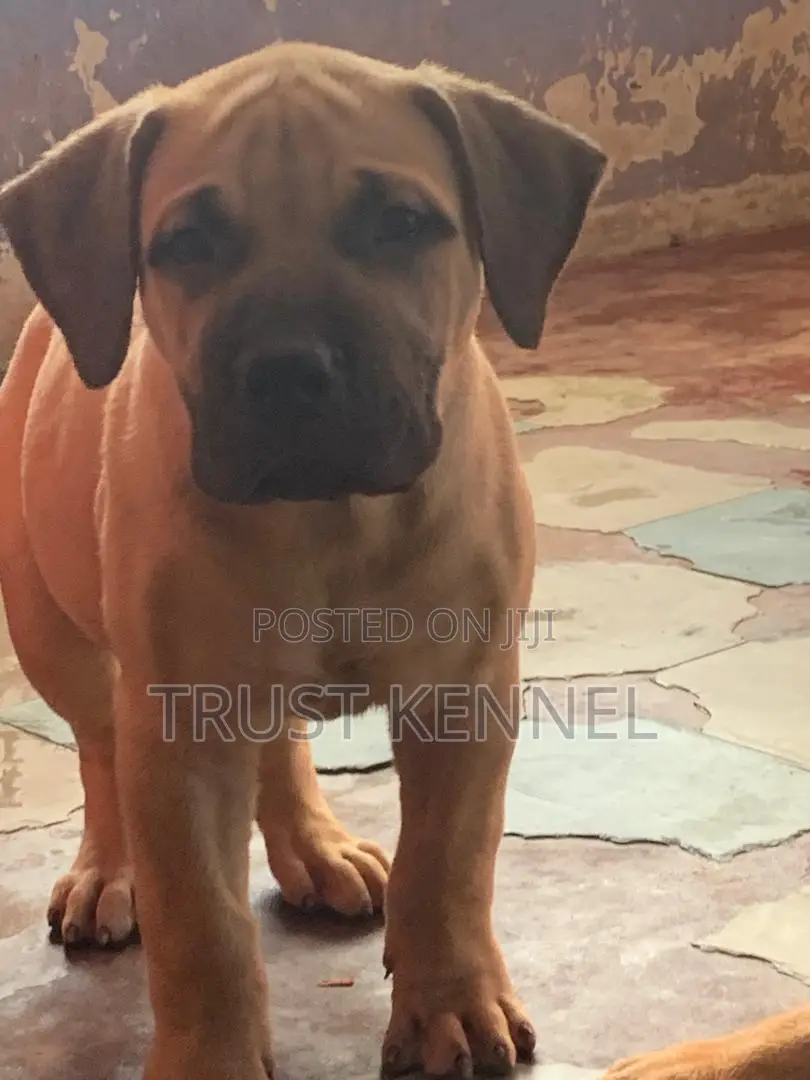 1-3 months Male Purebred Boerboel