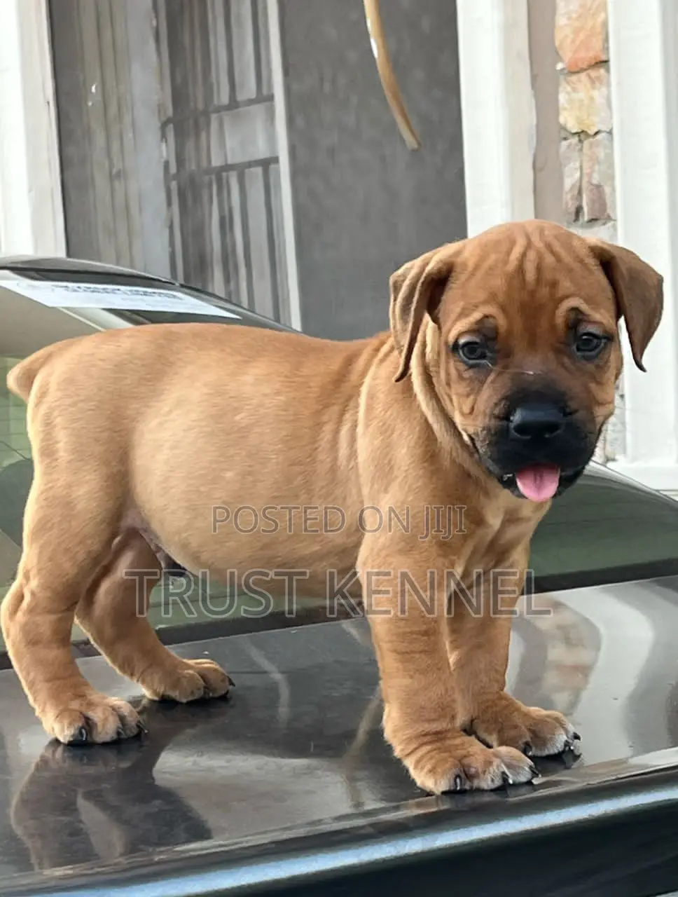 1-3 months Male Purebred Boerboel