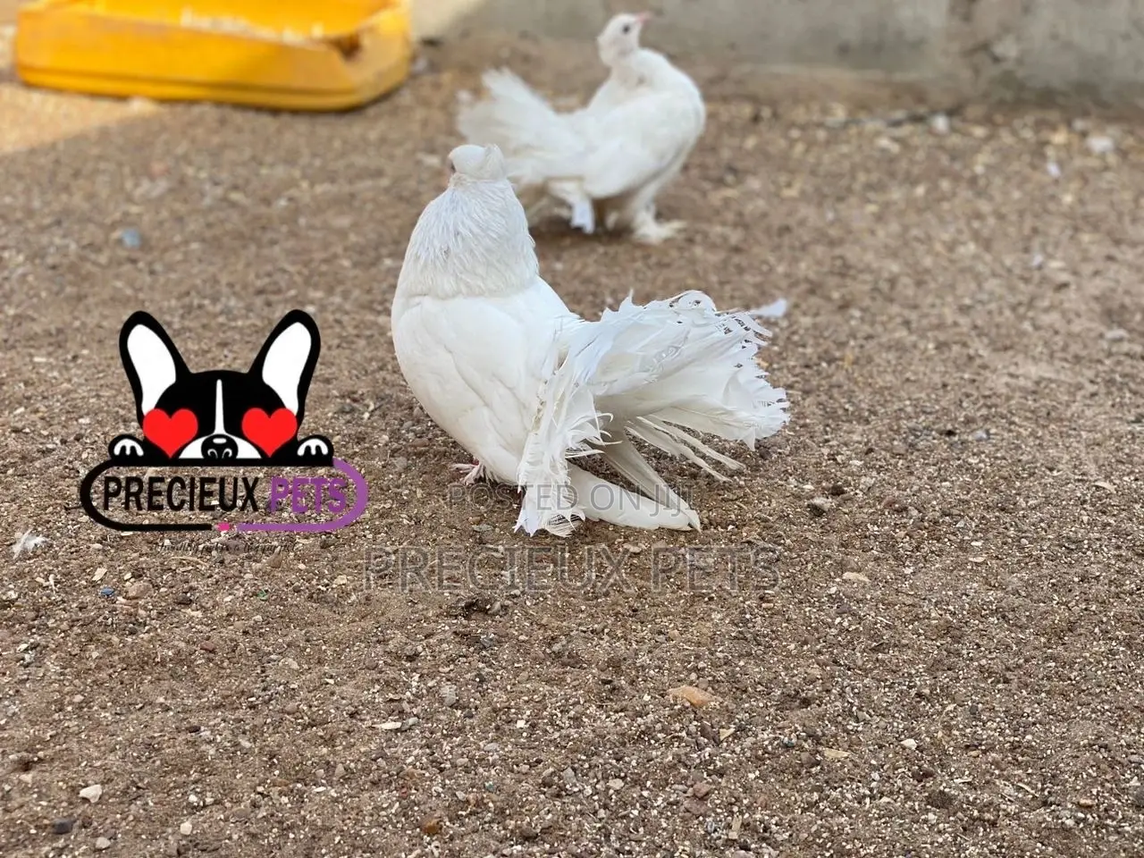 1 Pair Of White Indian Fantail Pigeons
