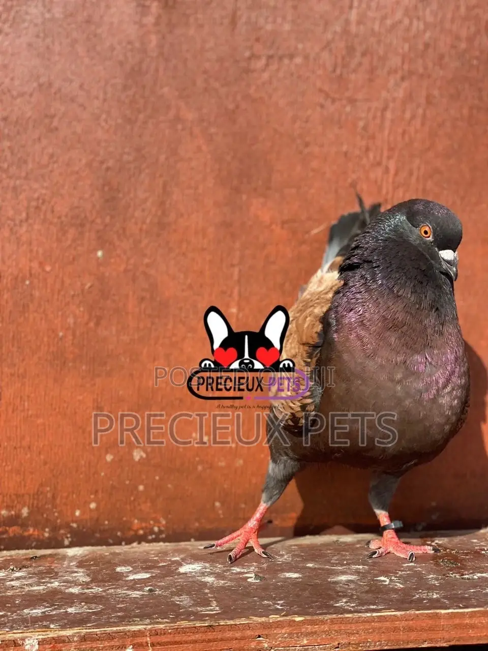 1 Pair Mordena Fancy Pigeons