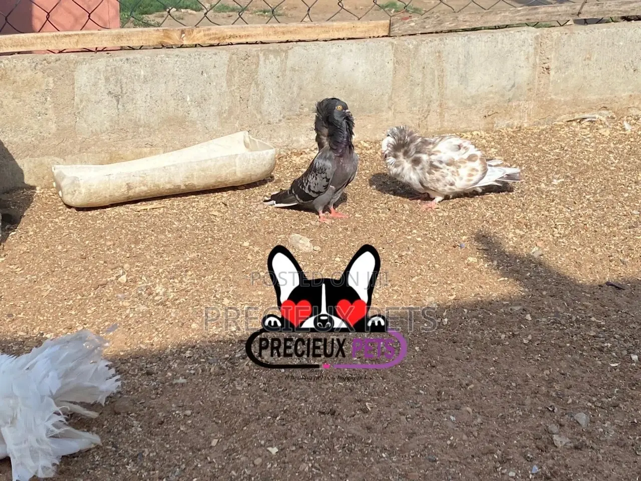 1 Pair Of Jacobins Fancy Pigeons