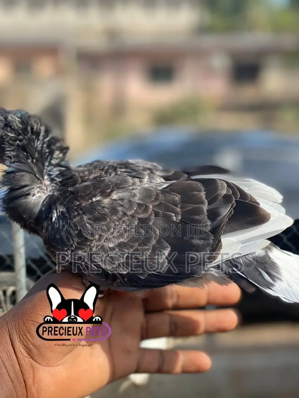 Single Female Baby Jacobins Pigeons
