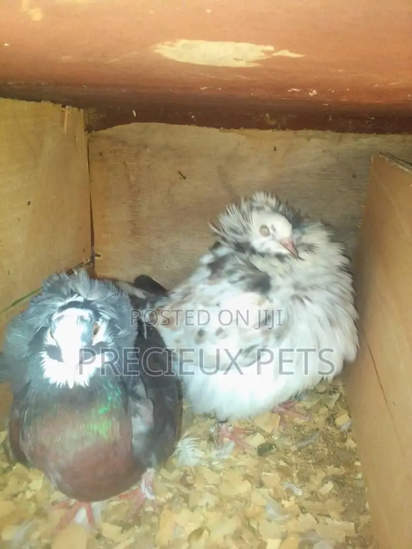Fancy Pigeons For Sale