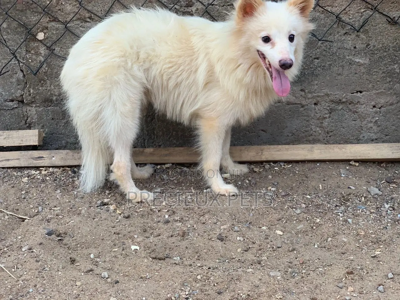 6-12 months Male Purebred American Eskimo