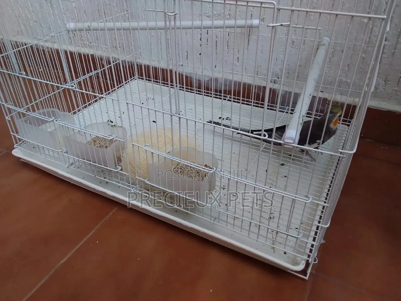 Domesticated Cockatiels Birds