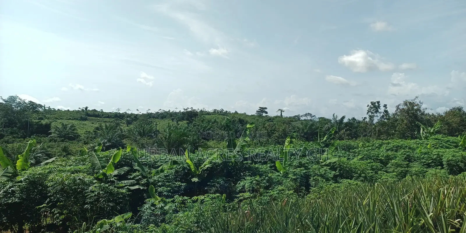 Western Region - Beposo (Dunkwa) _ 20+ Acres Farmland