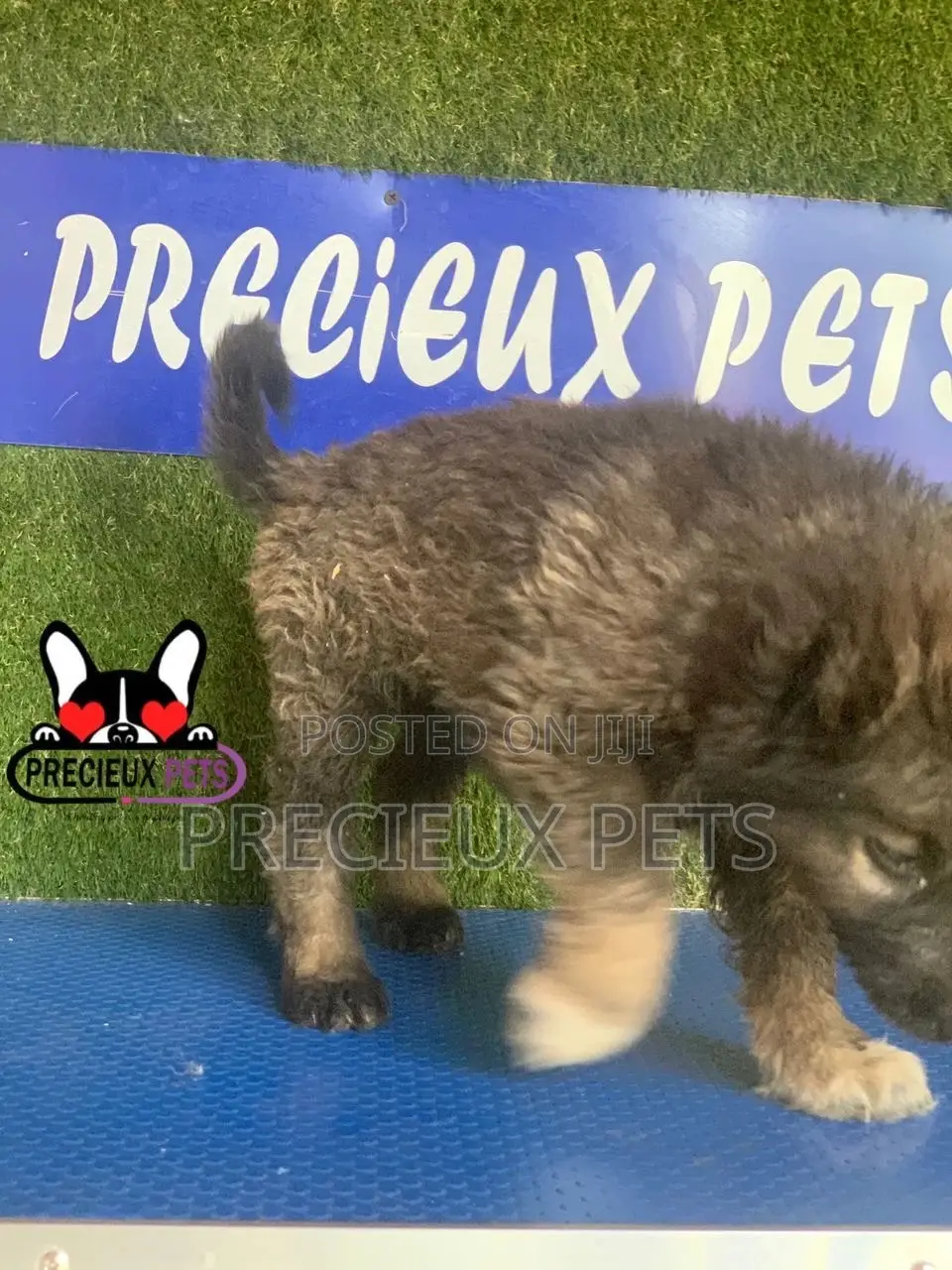1-3 months Male Purebred Caucasian Shepherd