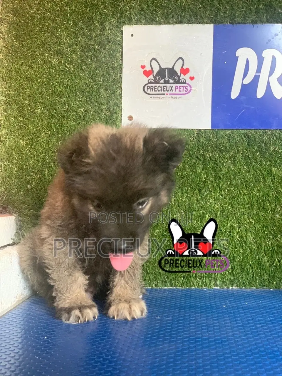 1-3 months Male Purebred Caucasian Shepherd
