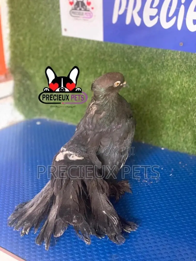 1 Pair of Black Indian Pigeons
