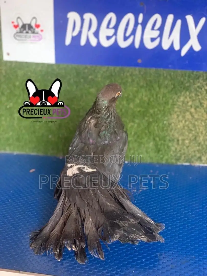 1 Pair of Black Indian Pigeons