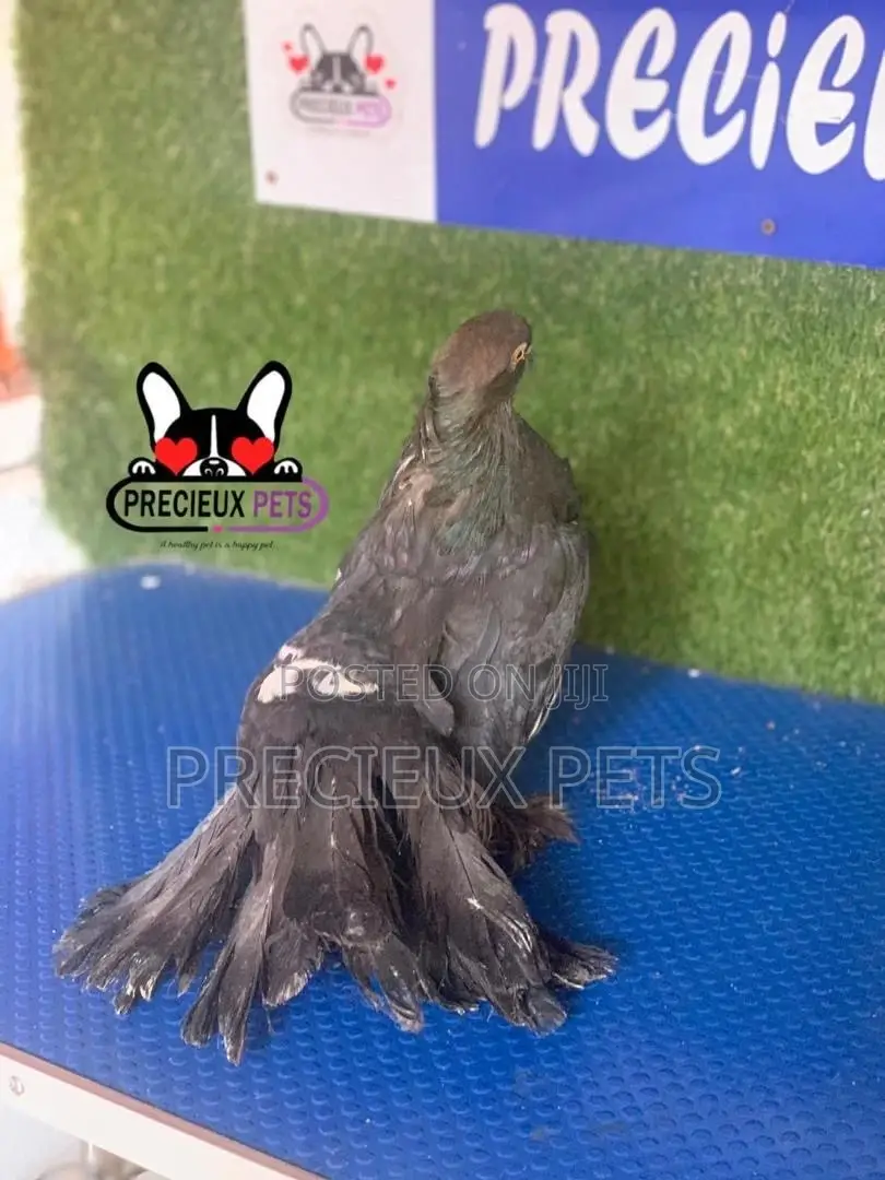 1 Pair of Black Indian Pigeons