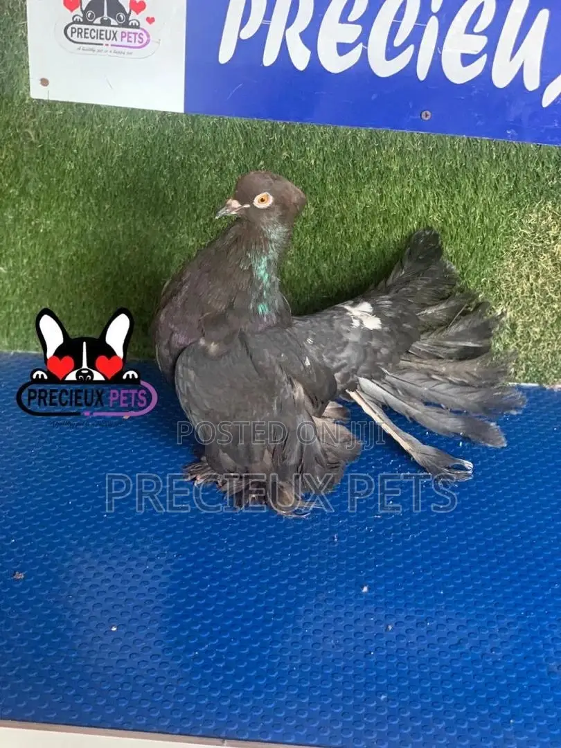 1 Pair of Black Indian Pigeons