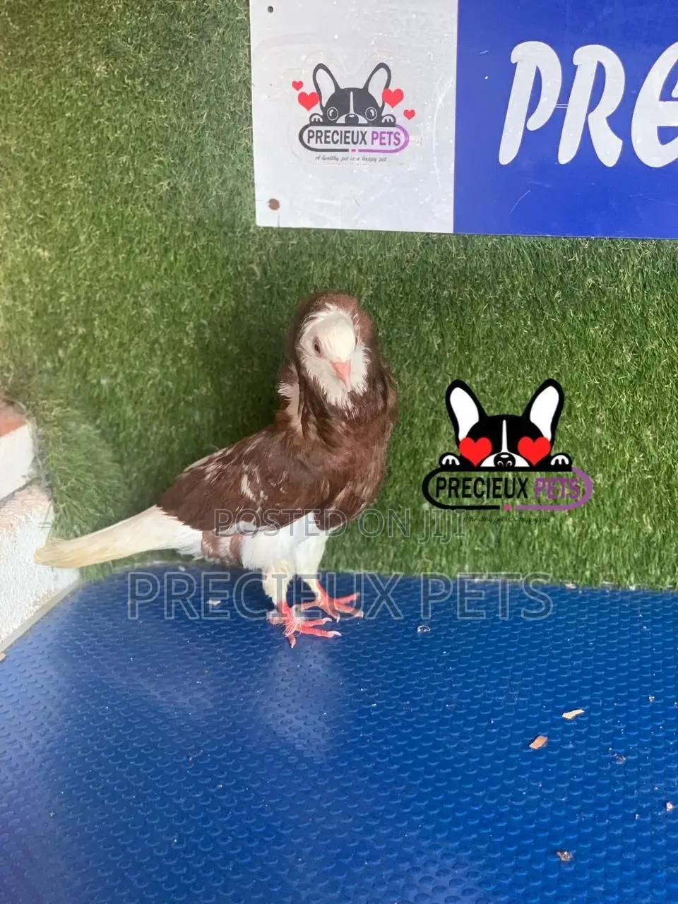 1 Pair of Coffe Color Mix Jacobins Pigeons