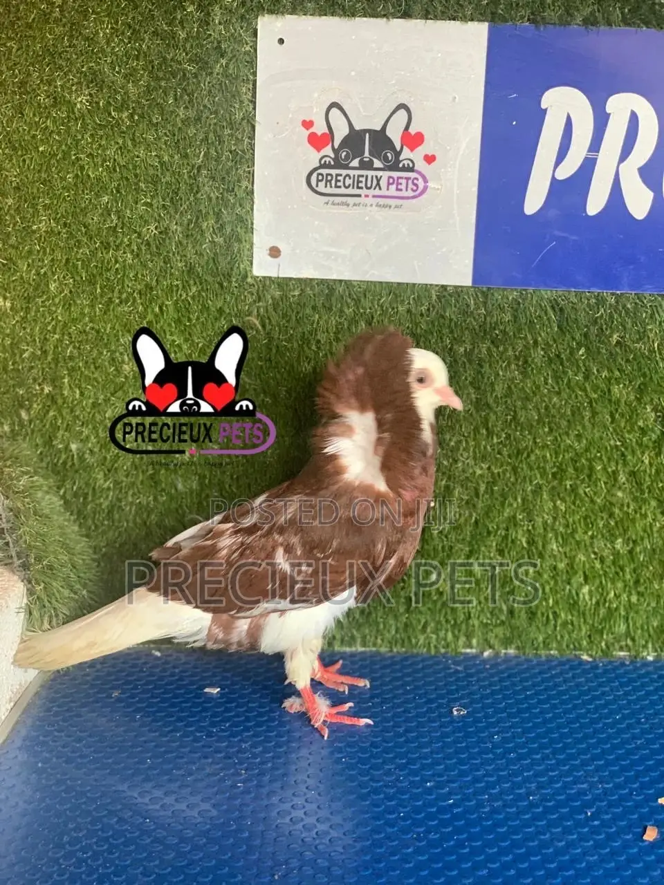 1 Pair of Coffe Color Mix Jacobins Pigeons