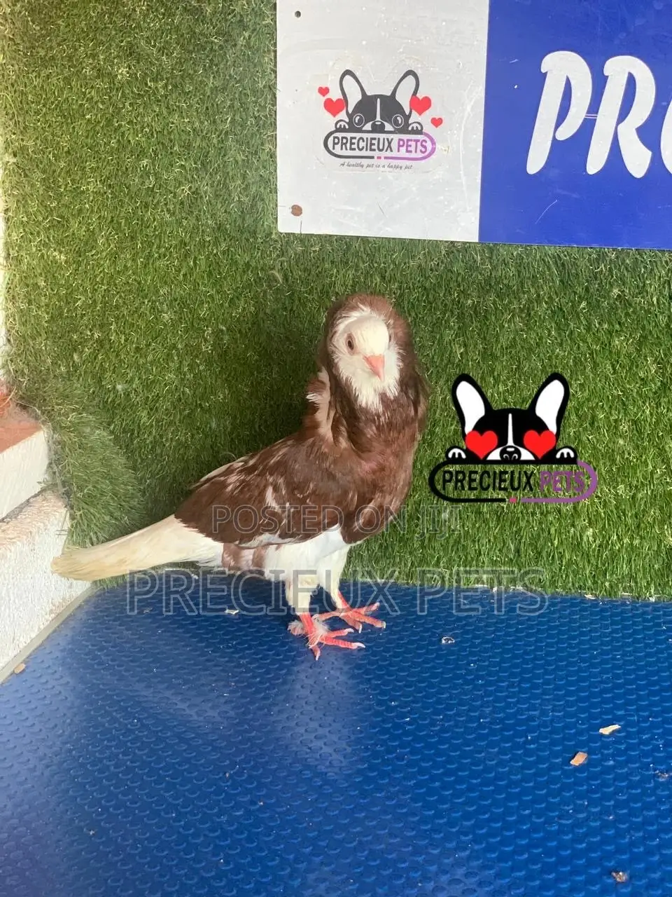 1 Pair of Coffe Color Mix Jacobins Pigeons