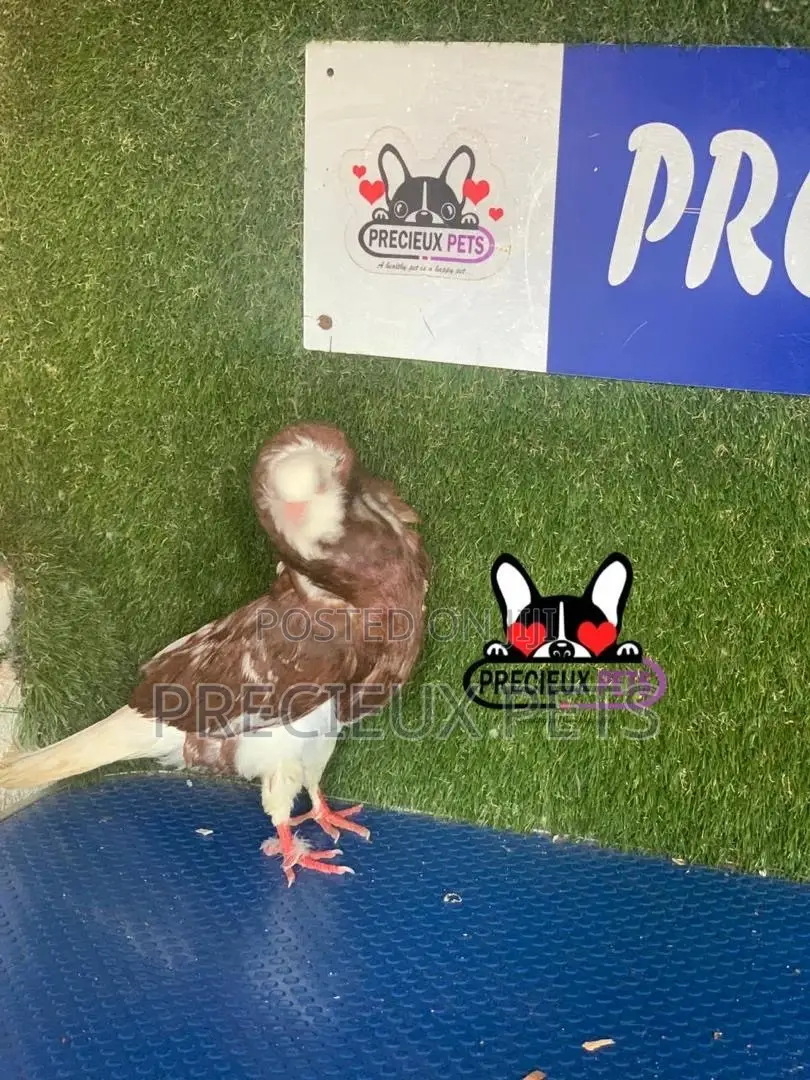 1 Pair of Coffe Color Mix Jacobins Pigeons