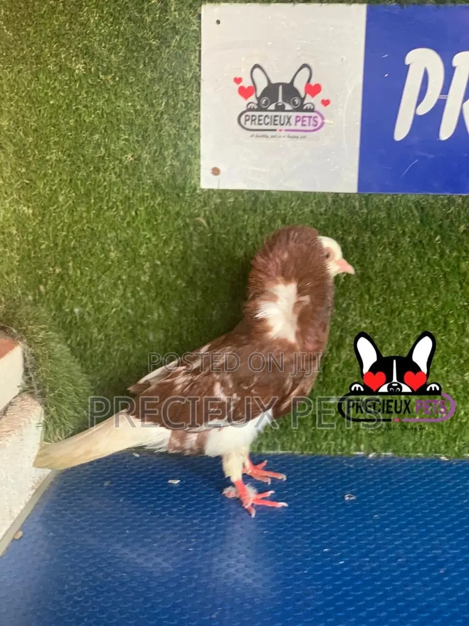 1 Pair of Coffe Color Mix Jacobins Pigeons