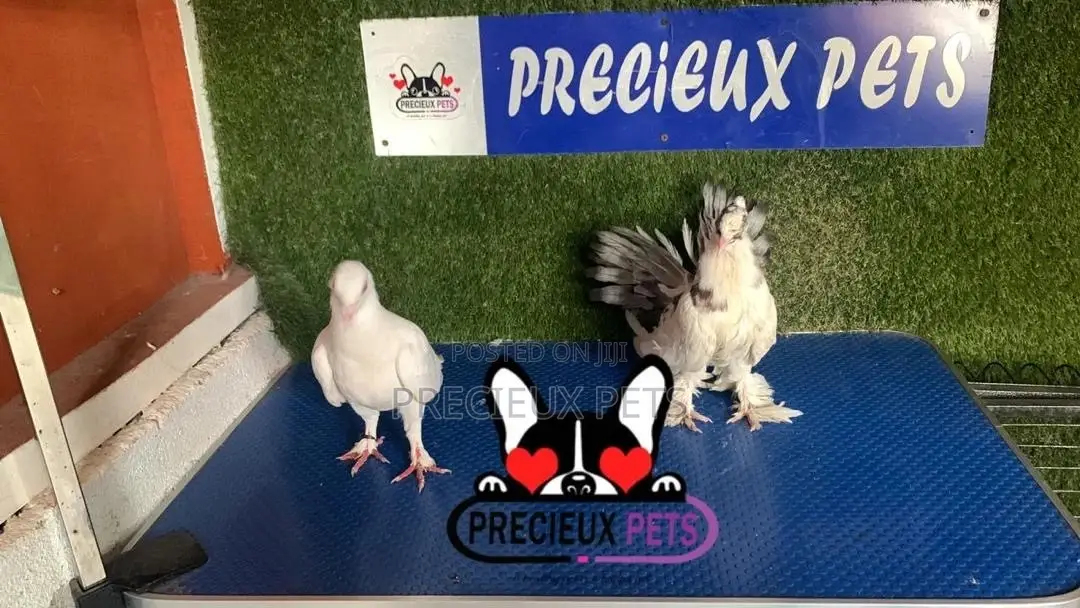 1 Pair of Mixed Fancy Pigeons