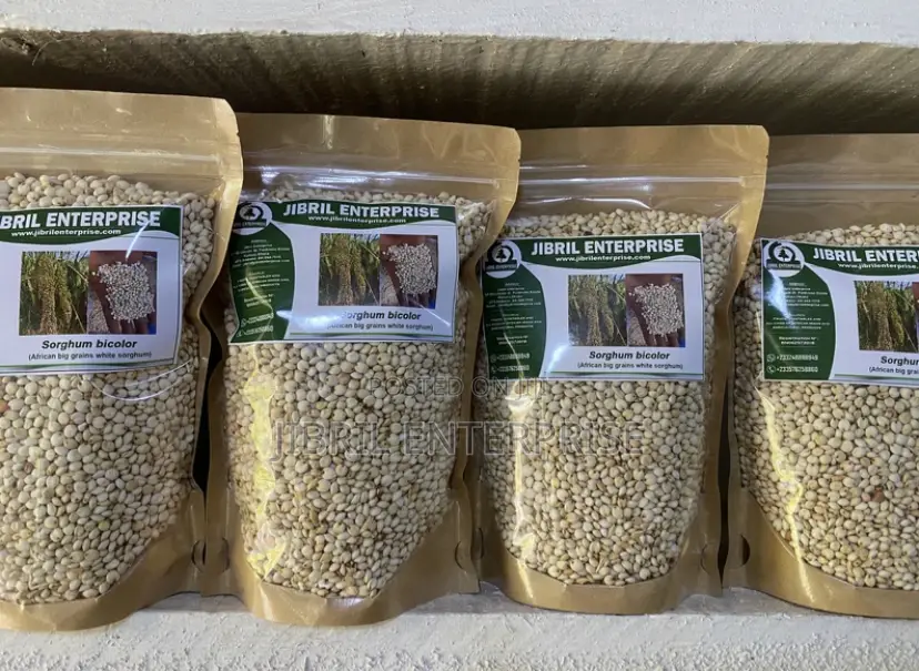 African Big White Sorghum, Non Hybrid, Late Mature Variety