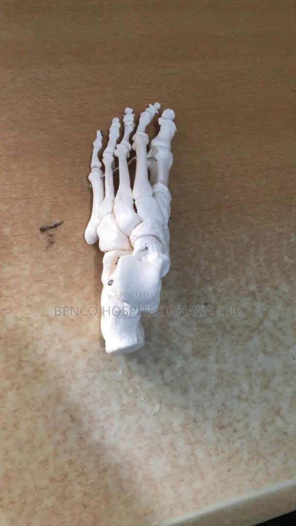 Lower Left Foot Bone