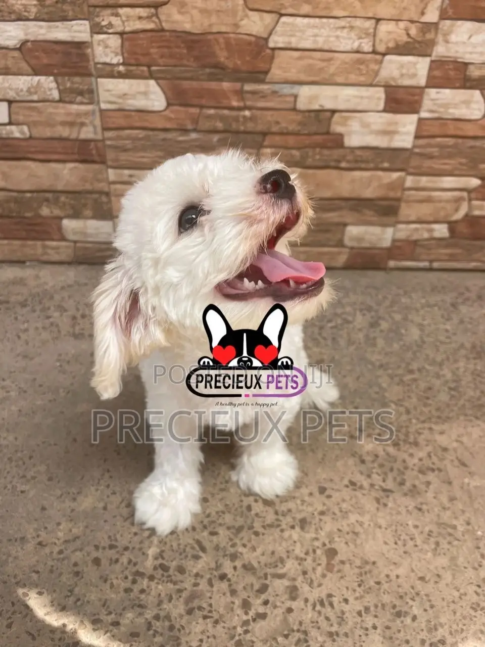 1-3 months Male Mixed Breed Maltipoo